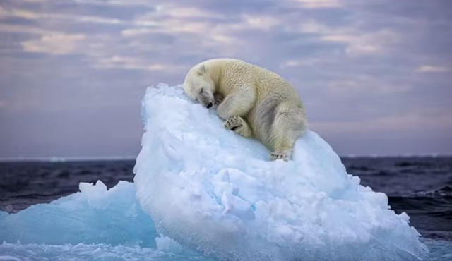 Urso polar deitado em geleira