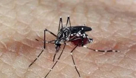 Mosquito da Dengue.