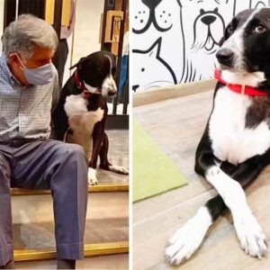 Empresário choca país ao deixar R$ 673,5 milhões de herança para cachorro, mordomo e cozinheiro