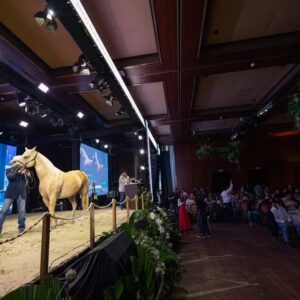 Cavalo premiado passa a valer R$ 160 milhões após leilão em SP