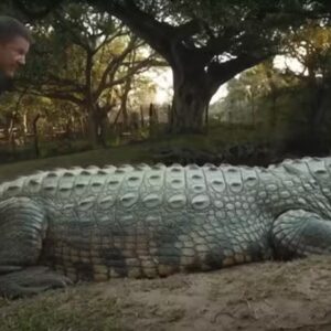 Henry, o crocodilo mais velho do mundo, completa 124 anos, com passado ‘obscuro’ e mais de 10 mil filhotes