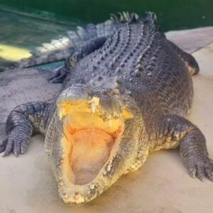 Morre astro ‘animal’ de ‘Crocodilo Dundee’, clássico dos anos 1980