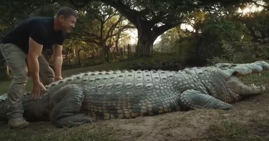 Henry, o crocodilo mais velho do mundo, completa 124 anos, com passado ‘obscuro’ e mais de 10 mil filhotes