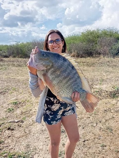 Tilápia gigante é pescada em açude de Picuí