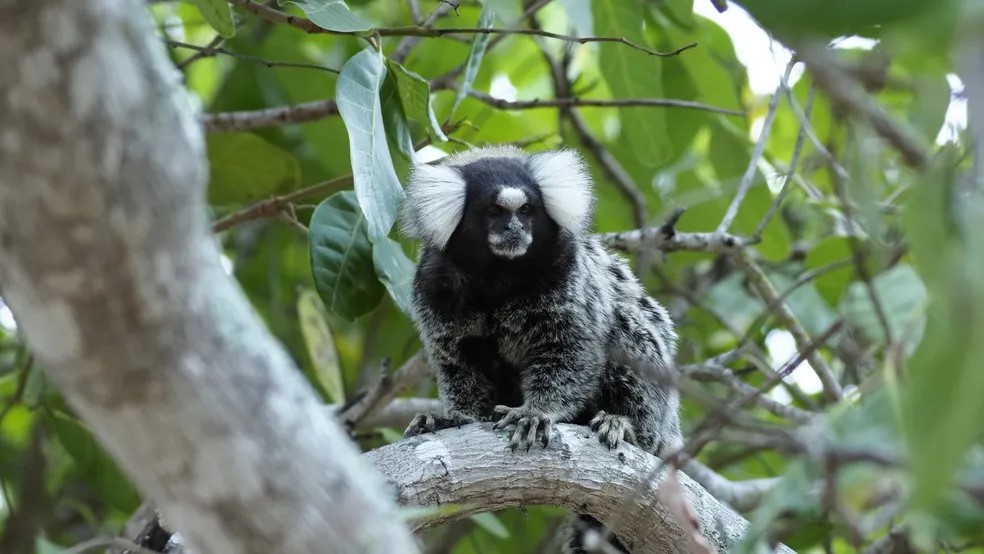 Mulher contrai raiva humana após ser mordida por sagui