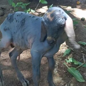 Cabrito sem pelos nasce no RN e chama atenção dos moradores