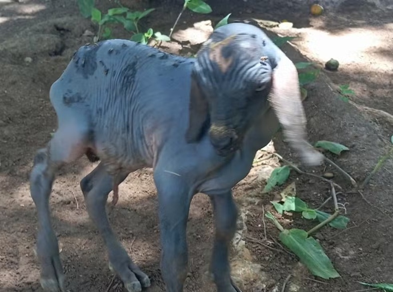 Cabrito nasce sem pelos no município de Apodi, no RN