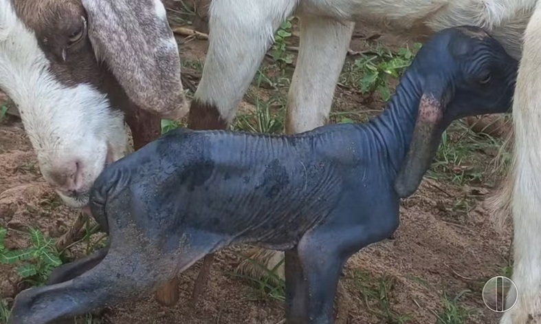 Cabrito nasce sem pelos no município de Apodi, no RN