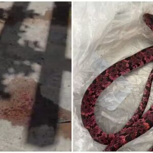 Homem tenta engolir cobra, passa mal e vomita o animal