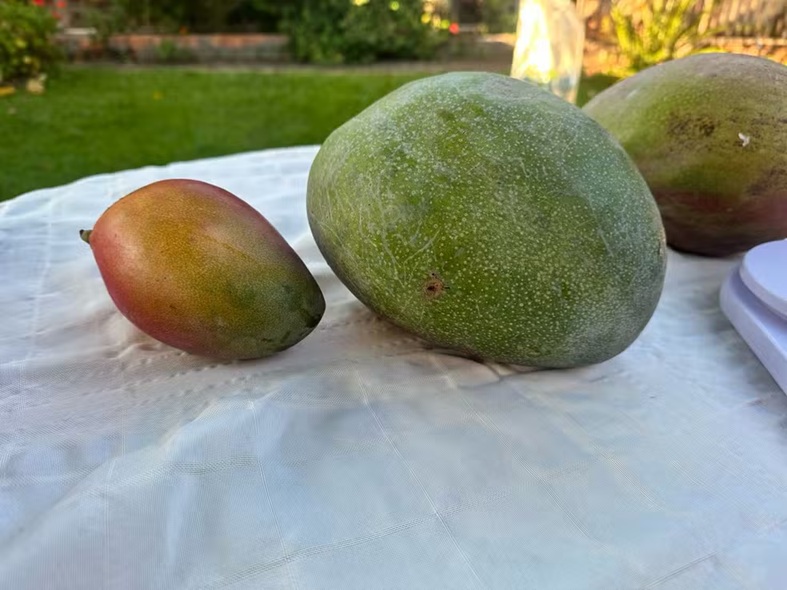 Mangas gigantes foram colhidas em Chapecó, em SC