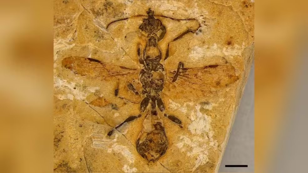 Fóssil de formiga mais antiga do mundo é encontrado