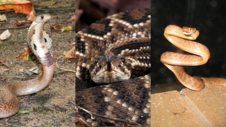Cobras