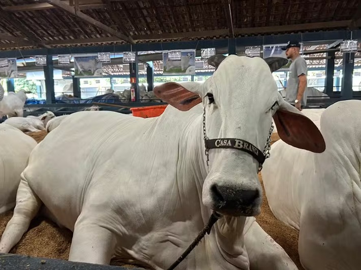 Vaca de R$ 24 milhões é campeã na ExpoZebu