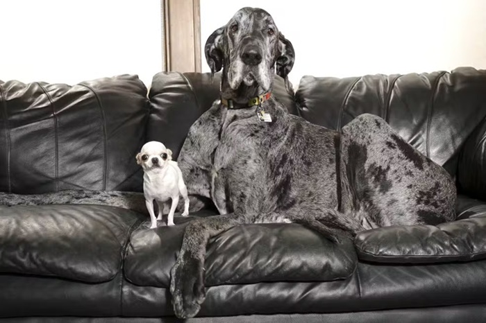 Maior e menor cão do mundo se encontram