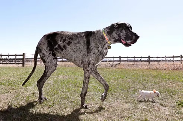 Maior e menor cão do mundo se encontram