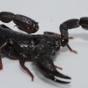 Toxina de escorpião da Amazônia é capaz de matar células de câncer de mama, mostra estudo