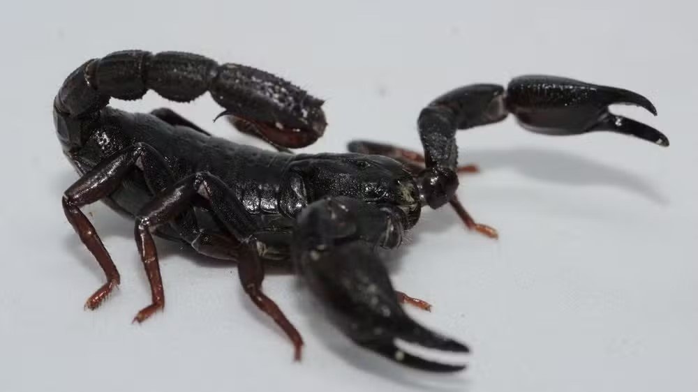Toxina de escorpião da Amazônia é capaz de matar células de câncer de mama, mostra estudo