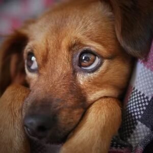 Luto pet: servidores de Natal terão direito a folga por morte de animal de estimação