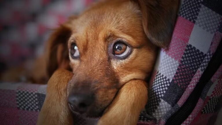 Cão