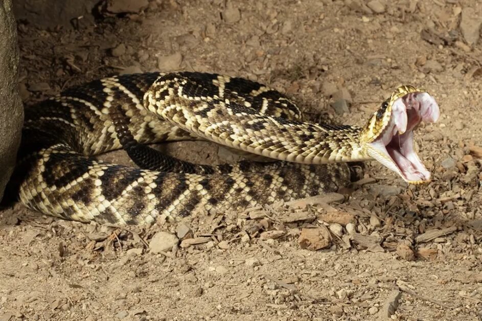 Cobra