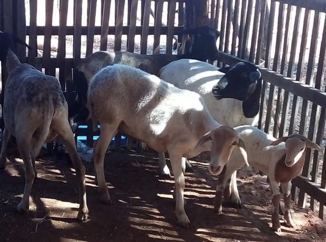 Cabras e ovelhas