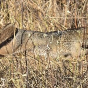 Ibama devolve cachorro-do-mato à natureza após reabilitação na Paraíba