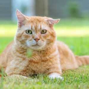 Concurso elege o gato vira-lata mais bonito do Brasil
