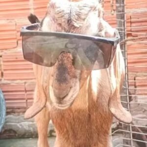 Bode viraliza ao brincar de ‘batatinha frita 1, 2, 3’ com crianças em rua no Piauí