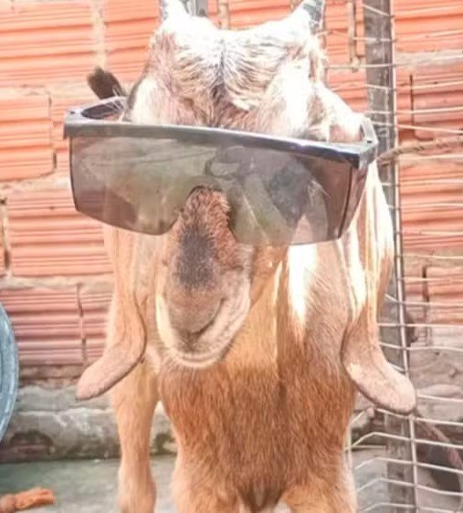 Bode viraliza ao brincar de ‘batatinha frita 1, 2, 3’ com crianças em rua no Piauí