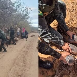 Torneio de caça ilegal de animais silvestres é interrompido e oito pessoas são detidas no interior do Ceará