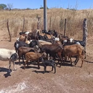 20 animais morrem após tomar vacina de lotes suspensos pelo Ministério da Agricultura