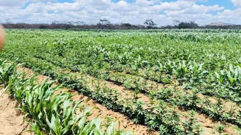 Plantação