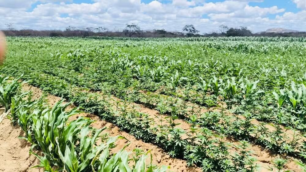 Plantação