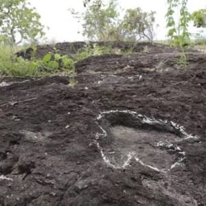 Pesquisa inédita descobre pegadas de dinossauros de mais de 100 milhões de anos na Amazônia