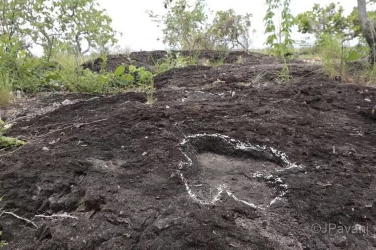 Pegadas de dinossauro