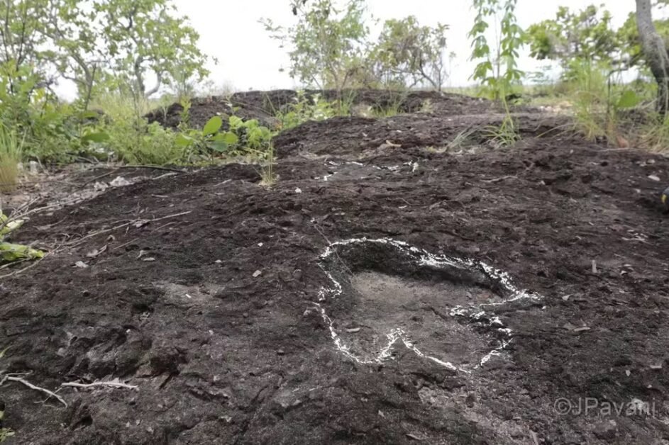 Pesquisa inédita descobre pegadas de dinossauros de mais de 100 milhões de anos na Amazônia