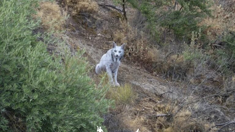 Lince