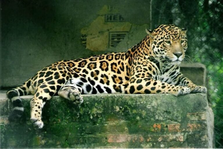 Onça Pintada