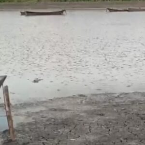 Com menos de 1% de água, açude Itans registra mortandade de peixes