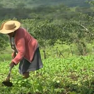 Mais de 2,5 mil produtores rurais devem atualizar cadastro para manter desconto na tarifa rural de energia elétrica; entenda