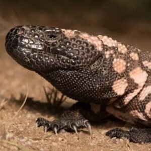 Lagarto ‘do Ozempic’ no Enem: você acertaria a questão?