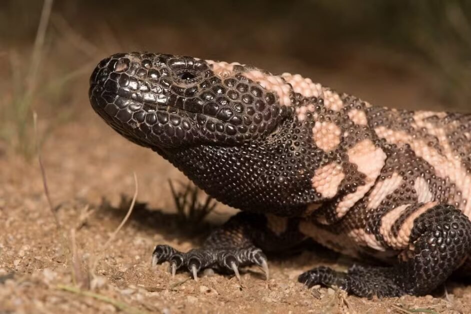 Lagarto ‘do Ozempic’ no Enem: você acertaria a questão?