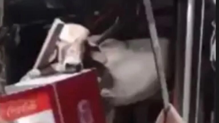 Vaca