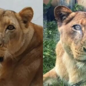 O que se sabe sobre a leoa que matou um jovem em João Pessoa