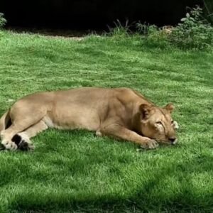 Quem é Leona? A leoa envolvida na morte de vaqueirinho