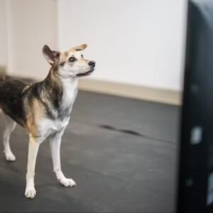 Ouvir uma bronca de humanos pode desestabilizar cachorros, diz estudo