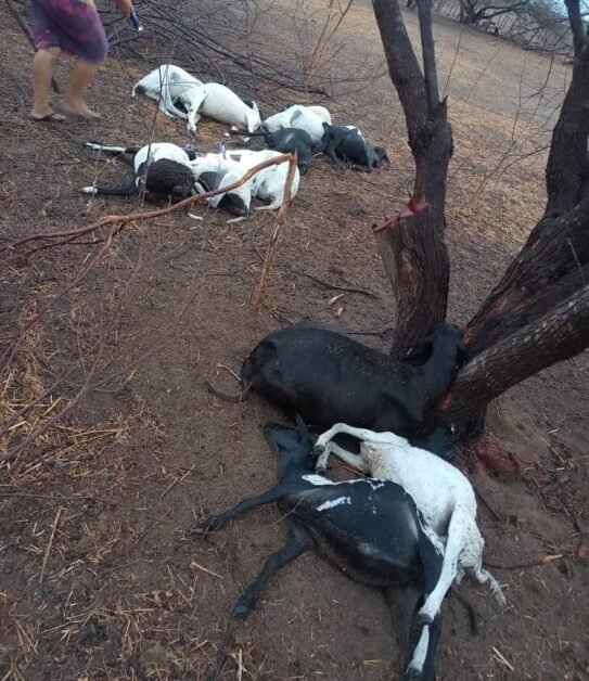 Raio mata 12 ovelhas durante chuva no interior do RN