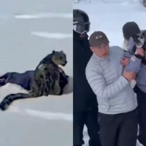 Leopardo ataca esquiadora que tentava fotografar animal