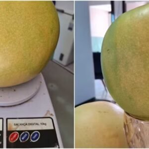 Manga gigante é colhida no Ceará e repartida entre dez pessoas