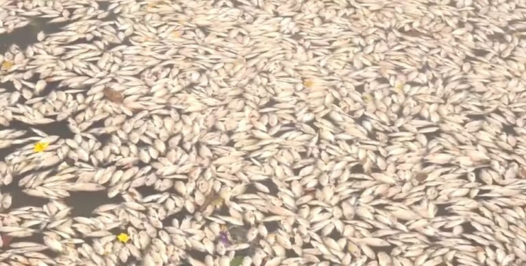 Peixes
